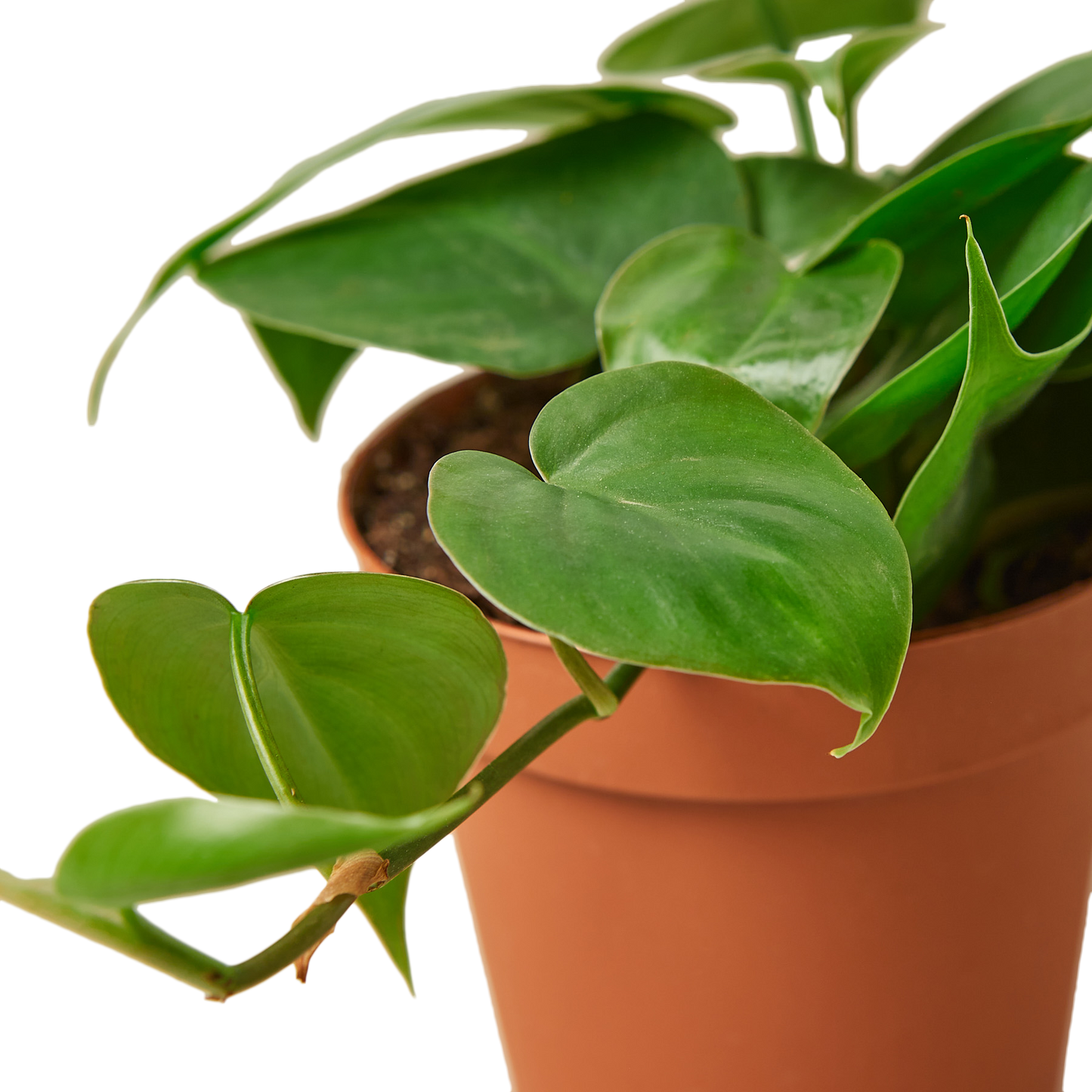 Philodendron Cordatum 'Heartleaf'