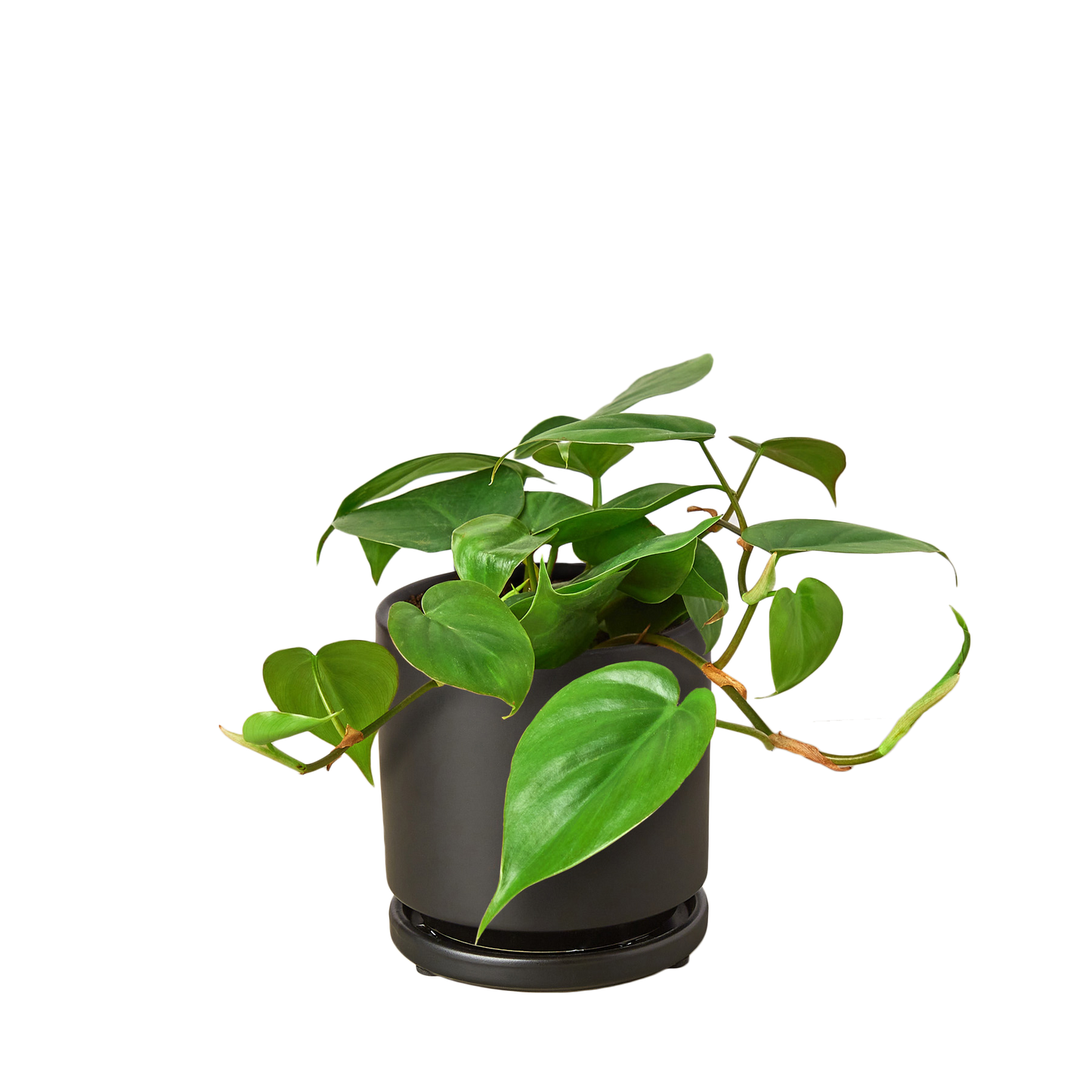 Philodendron Cordatum 'Heartleaf'